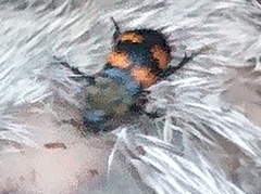 Nicrophorus tomentosus