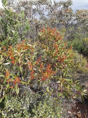 Eucalyptus uncinata uncinata