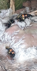 Nicrophorus tomentosus