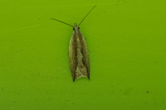 Ancylis diminuatana