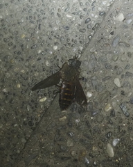 Brachycera