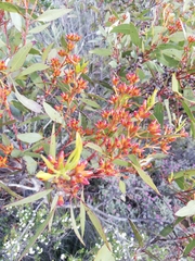 Eucalyptus uncinata uncinata