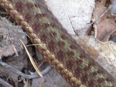 Thamnophis sirtalis pallidulus