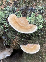 Cerrena zonata