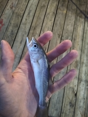 Cynoscion regalis