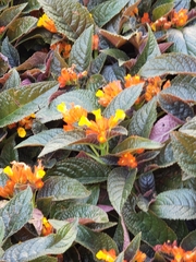 Chrysothemis pulchella