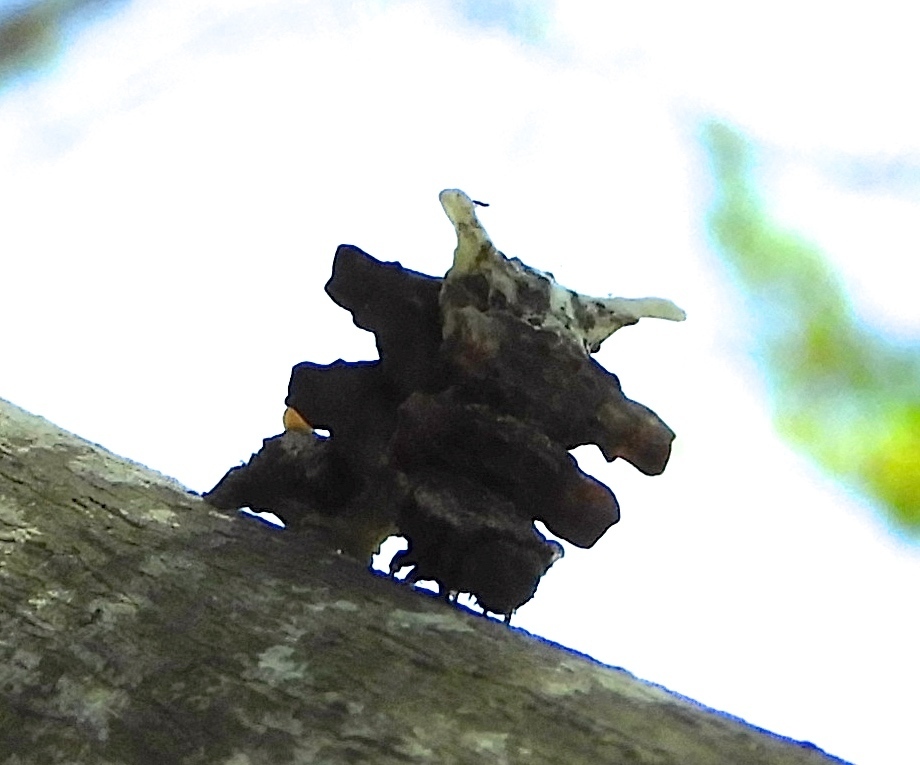 Phrudocentra