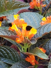 Chrysothemis pulchella