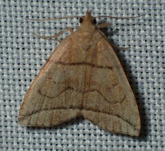 Herminia grisealis