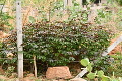 Jatropha gossypiifolia