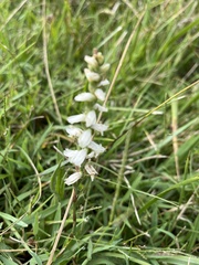 Spiranthes cernua