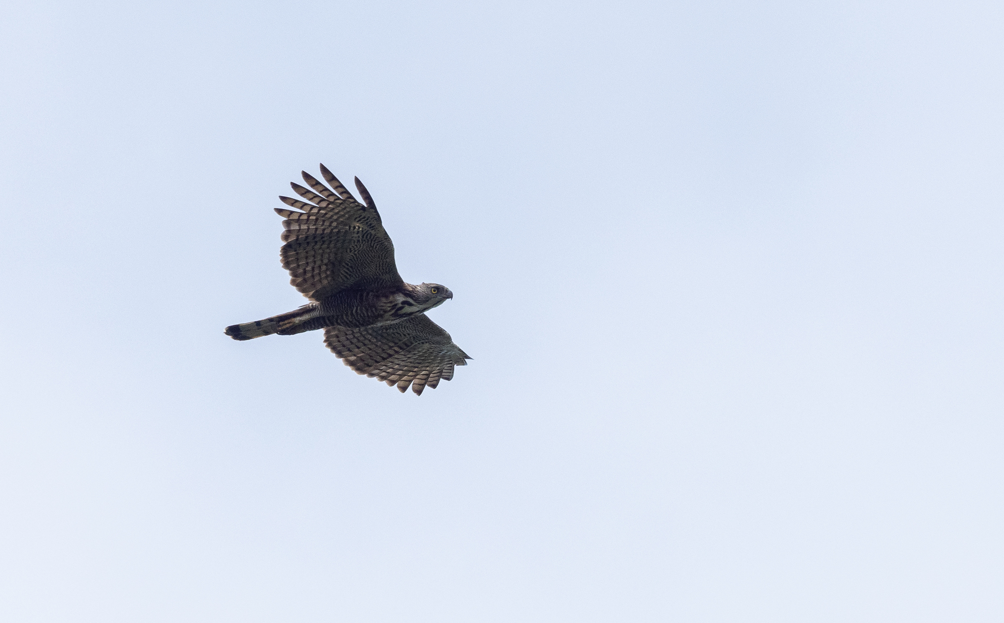 Pinsker's Hawk-Eagle (Nisaetus pinskeri), photo 10