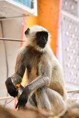 Semnopithecus entellus
