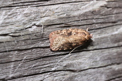 Agonopterix