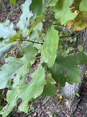 Quercus