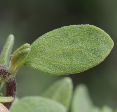 Salvia thymoides