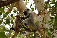 Semnopithecus entellus