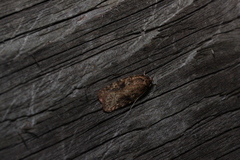 Agonopterix