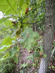 Quercus