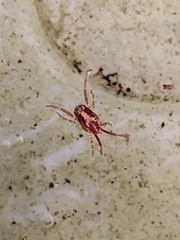 Erythraeidae