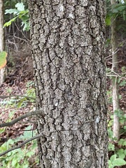 Quercus