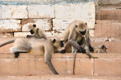 Semnopithecus entellus