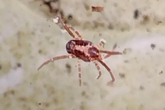 Erythraeidae