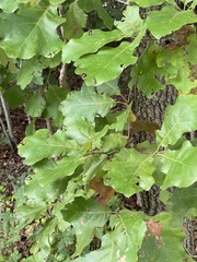 Quercus