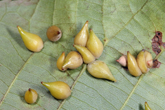 Caryomyia caryaecola