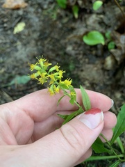 Solidago erecta
