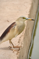 Ardeola grayii