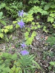 Liatris aspera