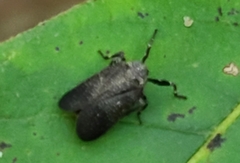 Phylloscelis pallescens