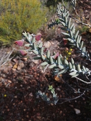 Daviesia pachyphylla