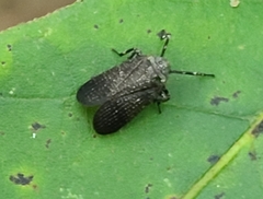 Phylloscelis pallescens