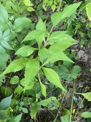 Symphyotrichum prenanthoides