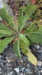 Verbascum