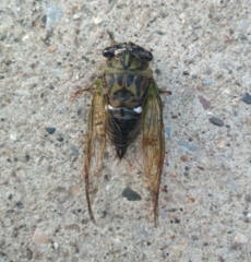 Neotibicen pruinosus