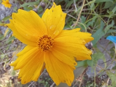 Coreopsis lanceolata