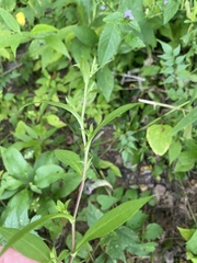 Symphyotrichum prenanthoides