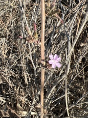 Stephanomeria virgata