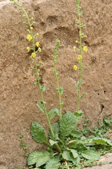 Verbascum coromandelianum