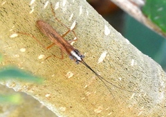 Mantoida maya