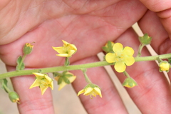 Verbascum coromandelianum