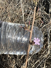 Stephanomeria virgata