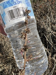 Stephanomeria virgata