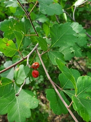 Rhus aromatica