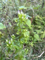 Gentianella quinquefolia