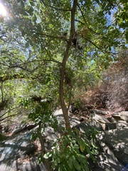 Fraxinus dipetala