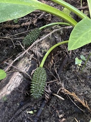 Lysichiton americanus